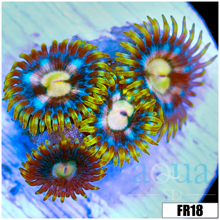 Stinger Zoanthids