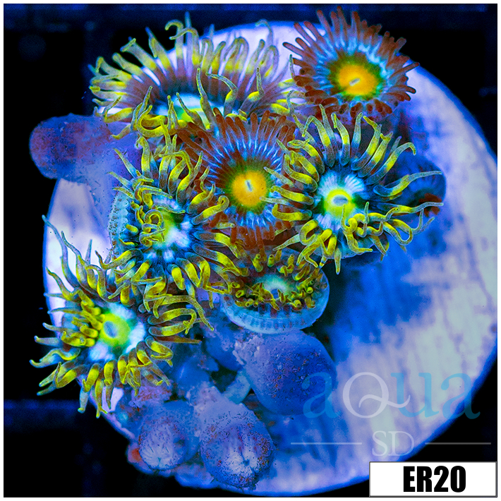 Laser Lemon Zoanthids