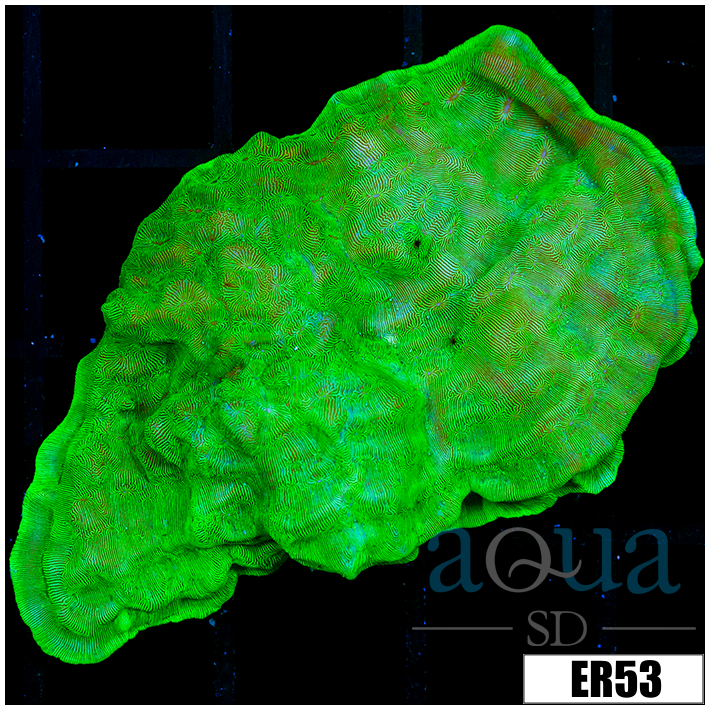 Nuclear Leptoseris Colony
