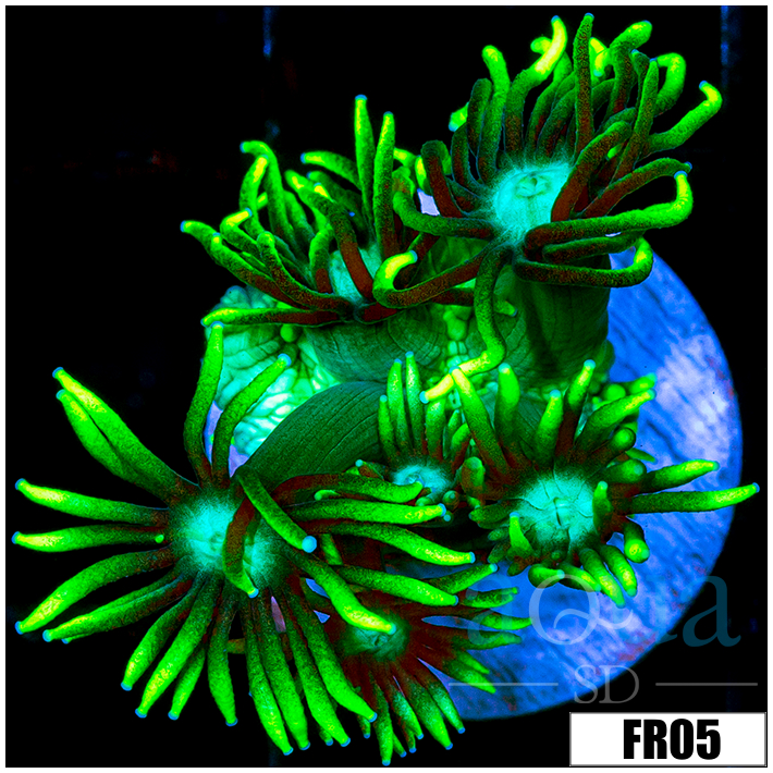 Neon Star Goni