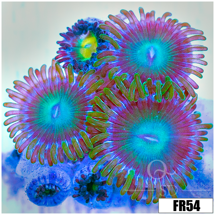 Emerald Eyes Zoanthids