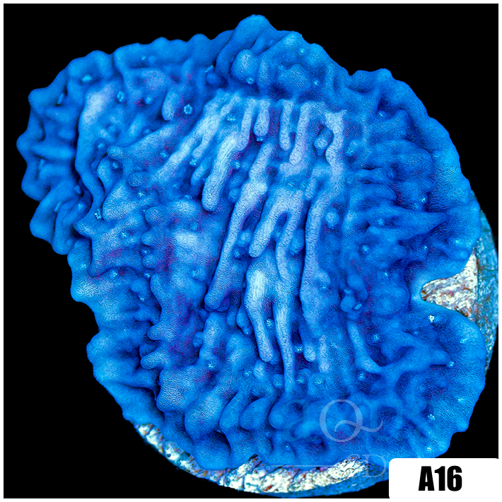 Purple Haze Montipora