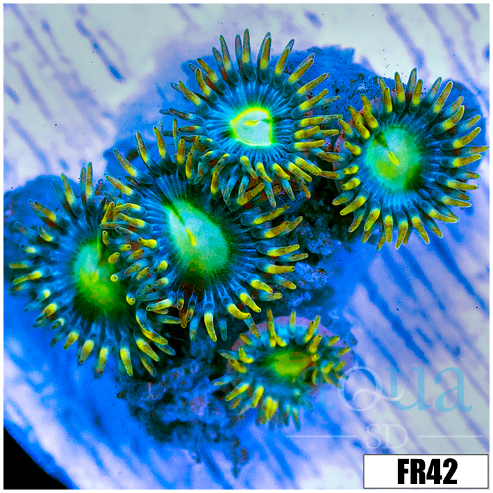 Emerald Eyes Zoanthids