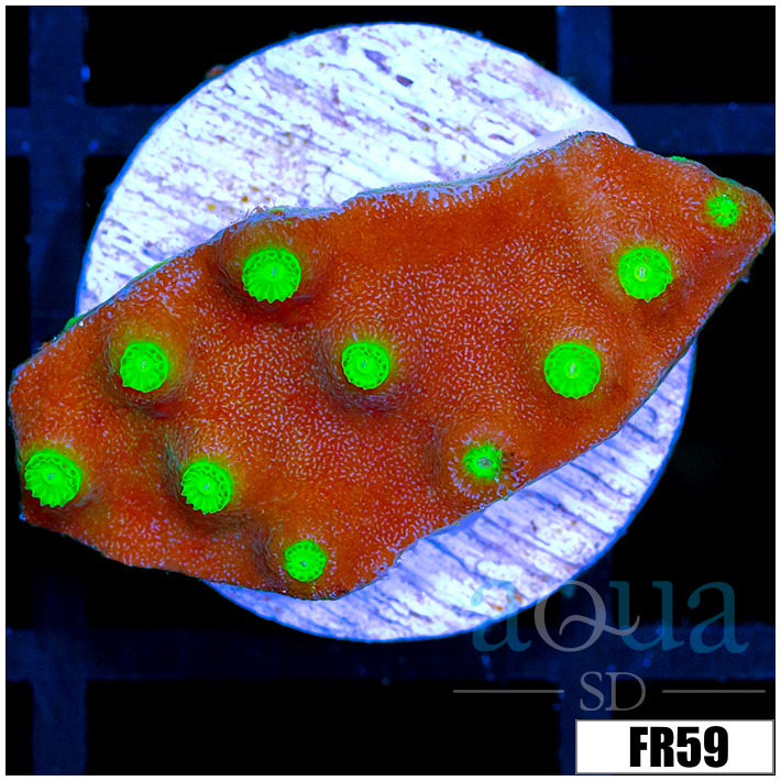 Nuclear Scroll Coral