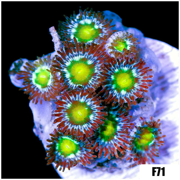 Emerald Eyes Zoanthids