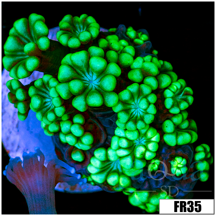 Green Petals Alveopora