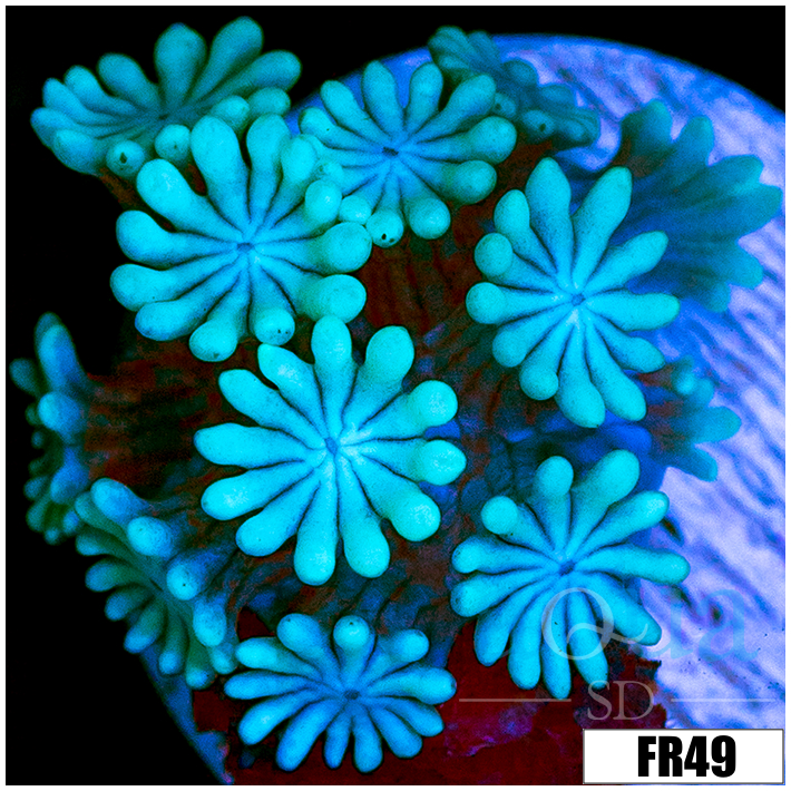 Ice Petals Alveopora