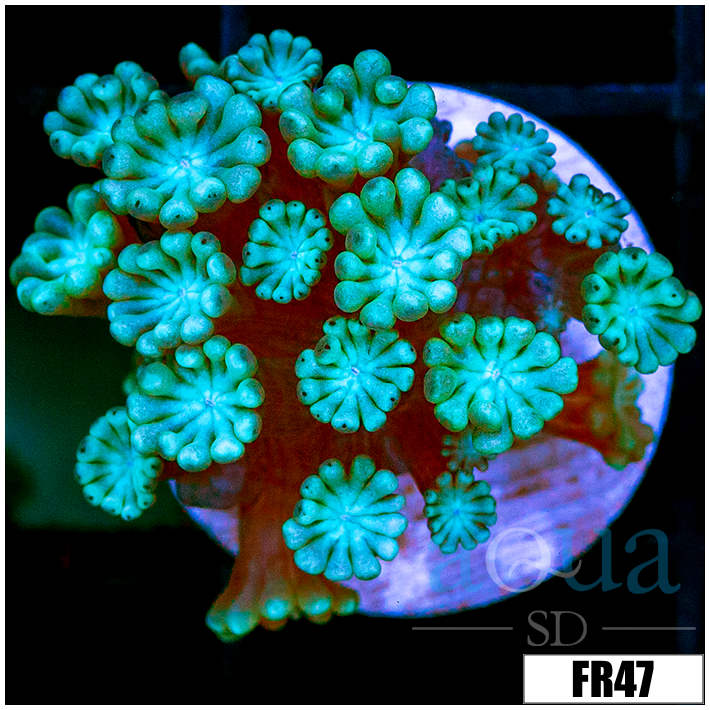 Green Petals Alveopora