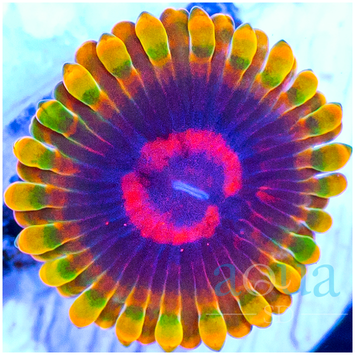 ASD Jedi Mind Trick Zoanthids