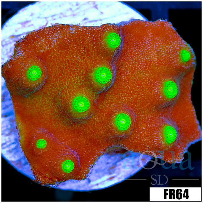 Nuclear Scroll Coral