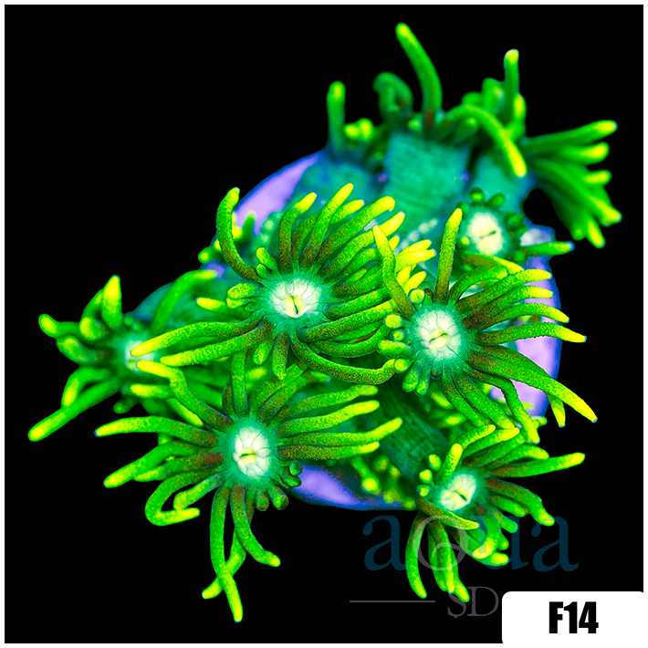 Neon Star Goni