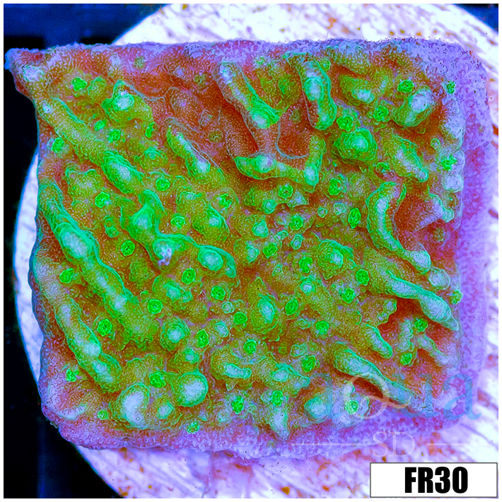 JF Cold Fusion Montipora