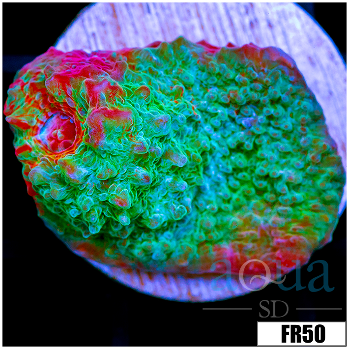 Fire And Ice Chalice