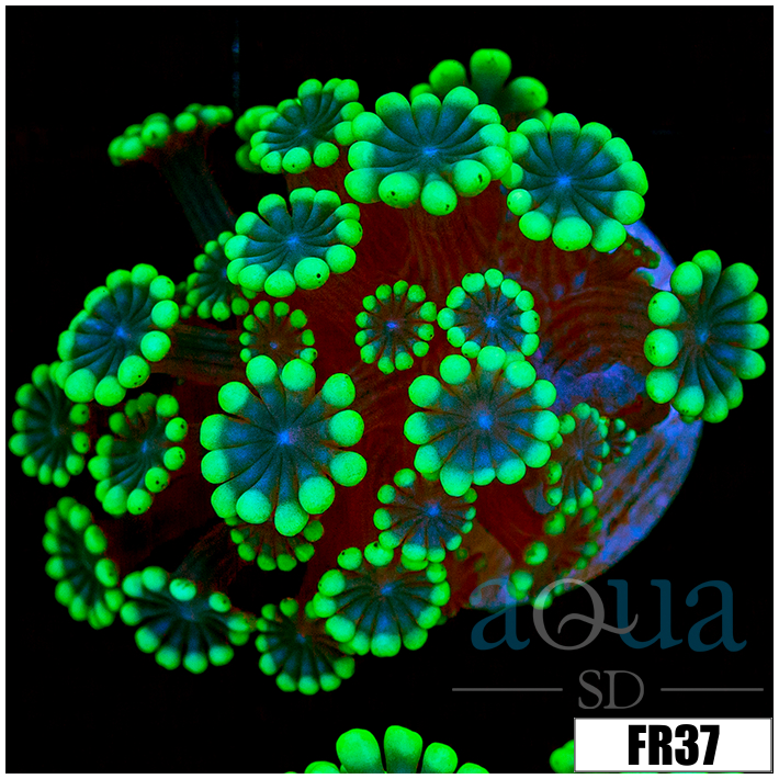 Green Petals Alveopora