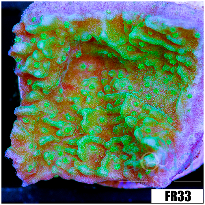JF Cold Fusion Montipora
