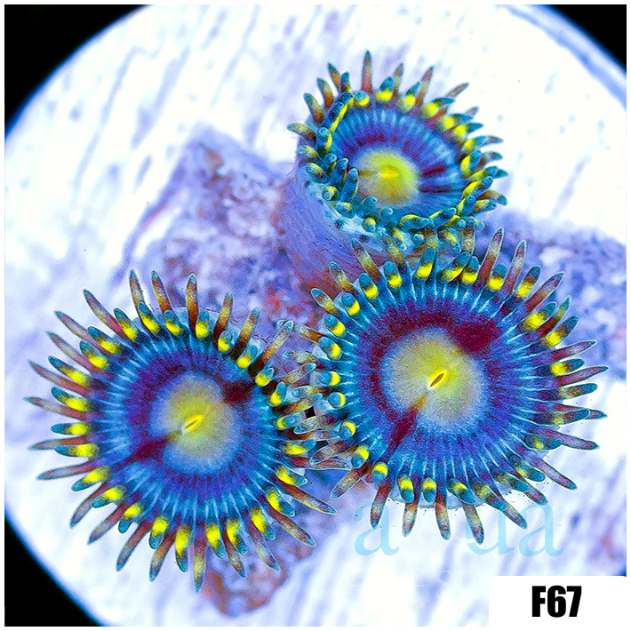 Stinger Zoanthids