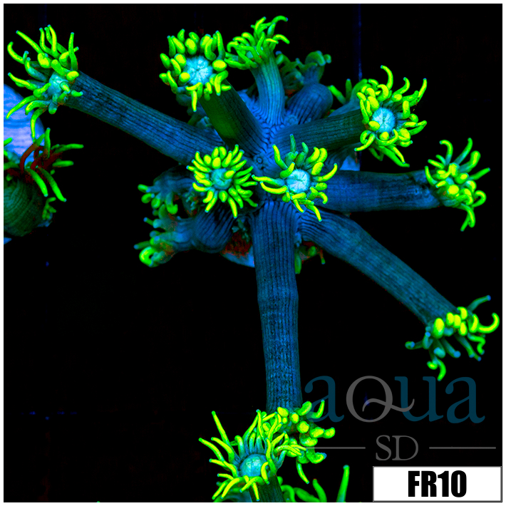 Neon Star Goni