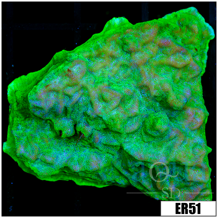 Nuclear Leptoseris Colony