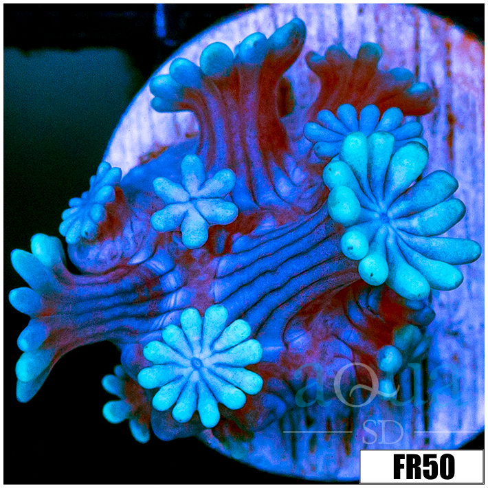Ice Petals Alveopora