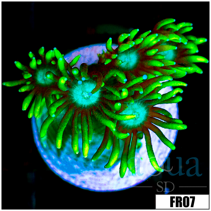 Neon Star Goni