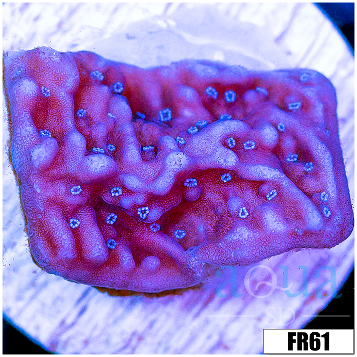 Purple Haze Montipora