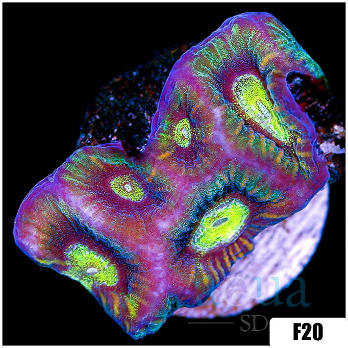 Alien Eyes Goniastrea