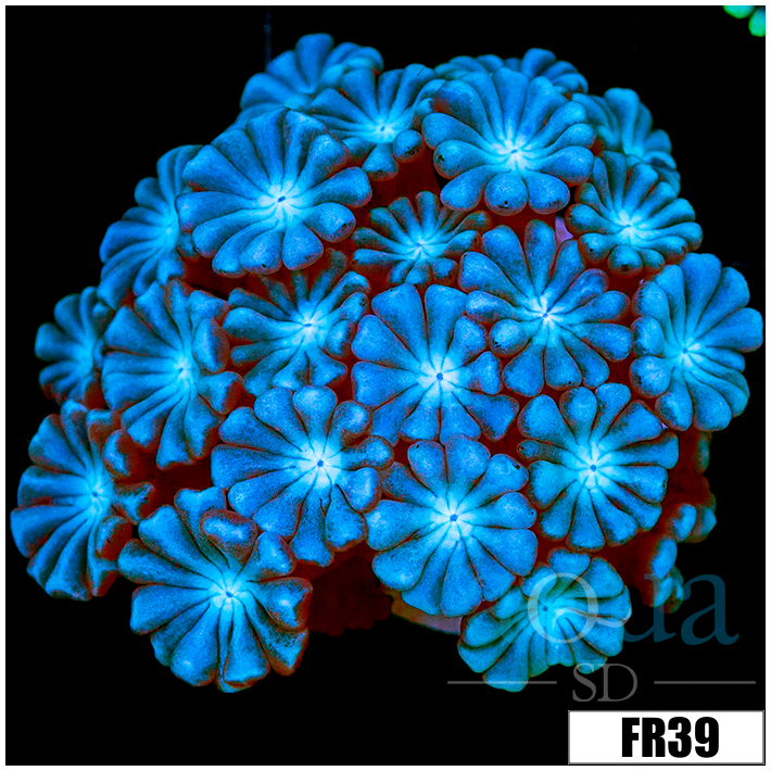 Ice Petals Alveopora