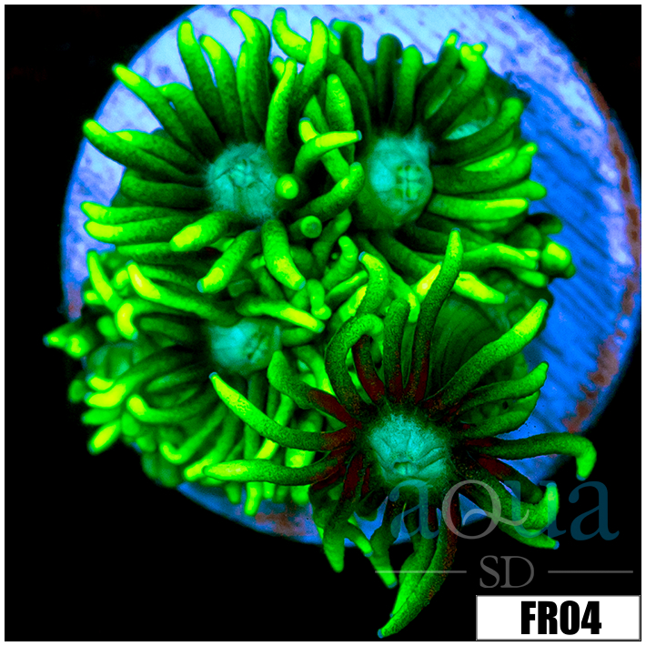 Neon Star Goni