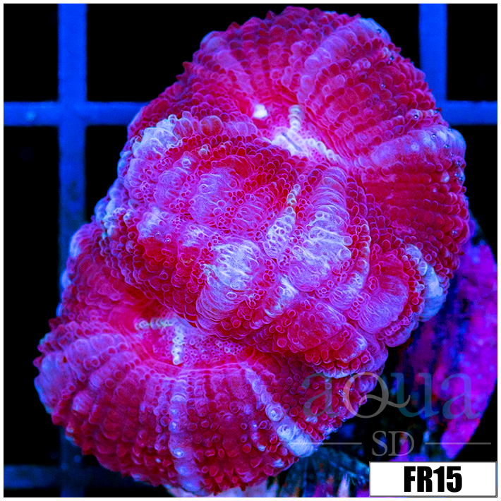 Peppermint Asian Acan Lord