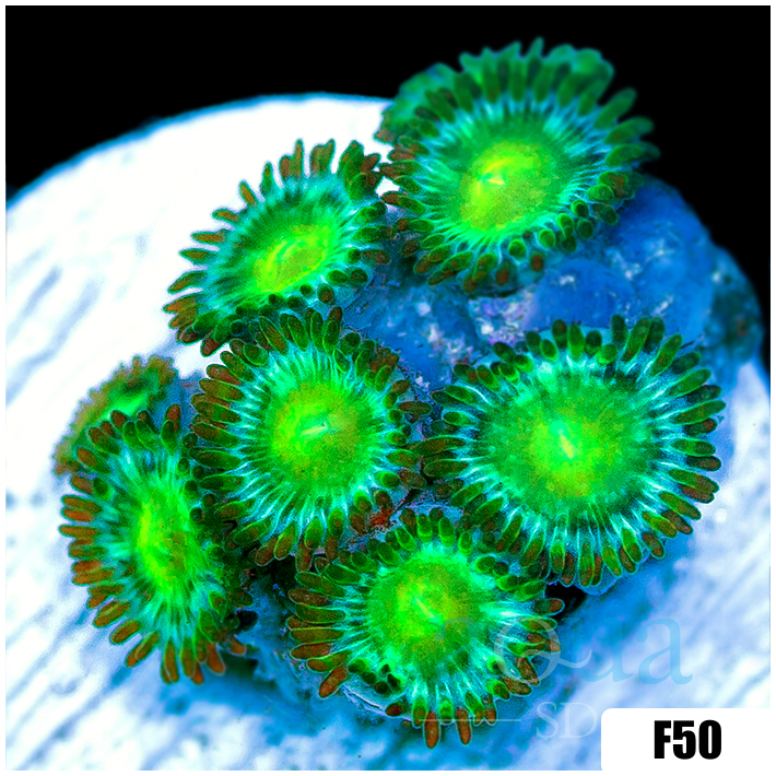 Dragon Eyes Zoanthids