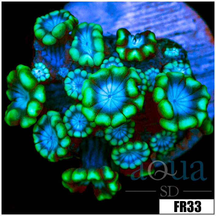 Green Petals Alveopora
