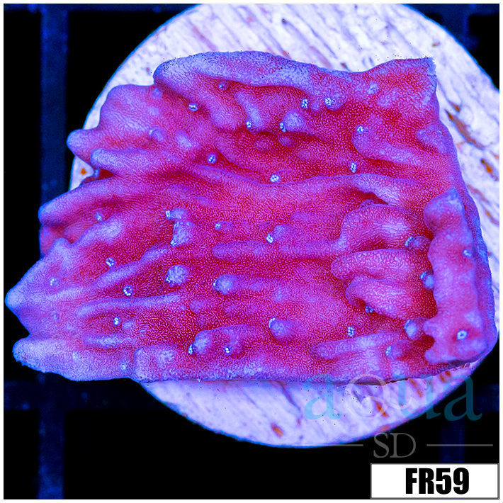 Purple Haze Montipora