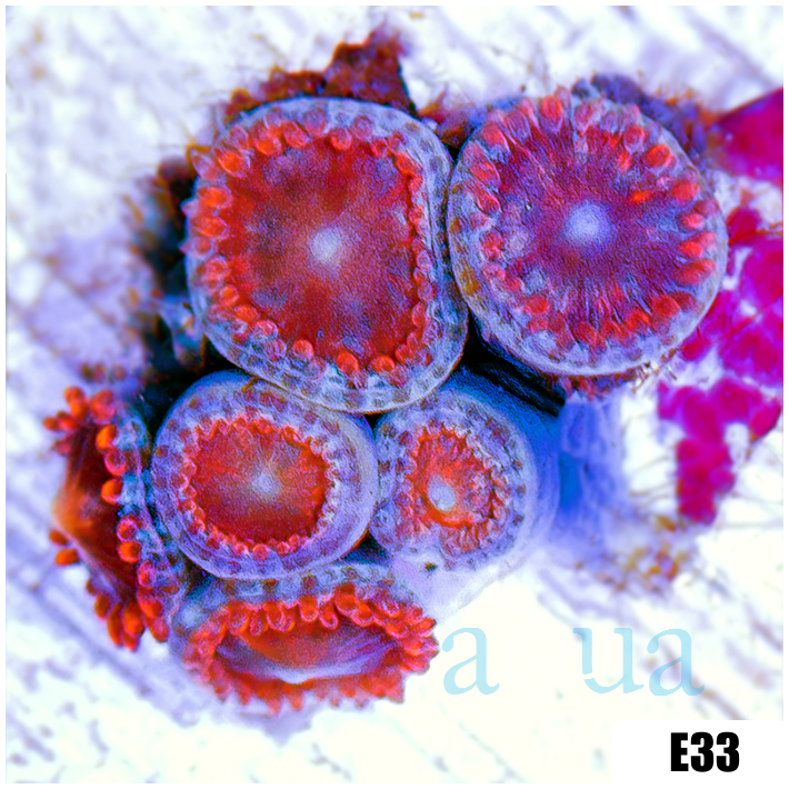 Black Widow Zoanthids