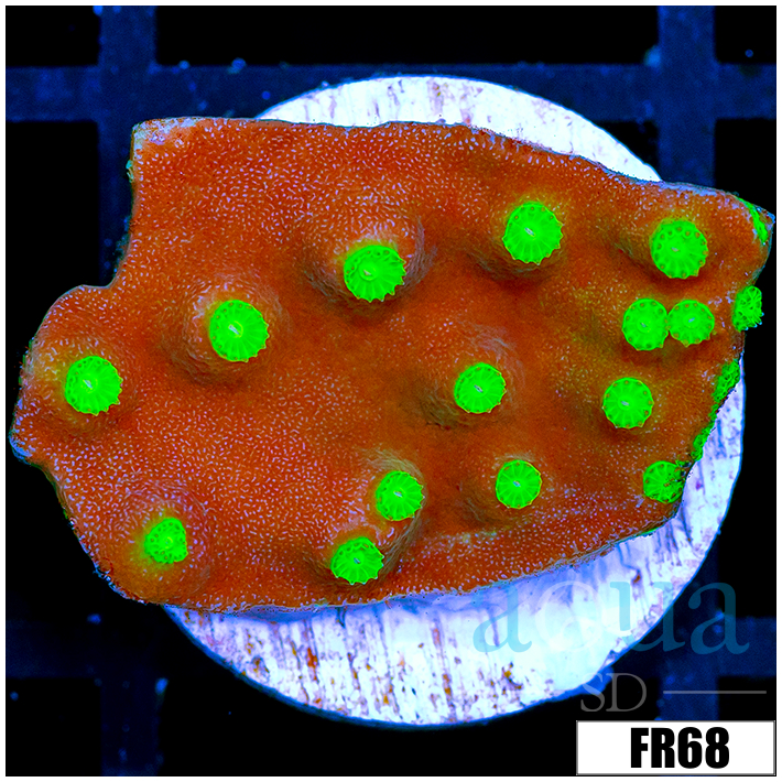 Nuclear Scroll Coral