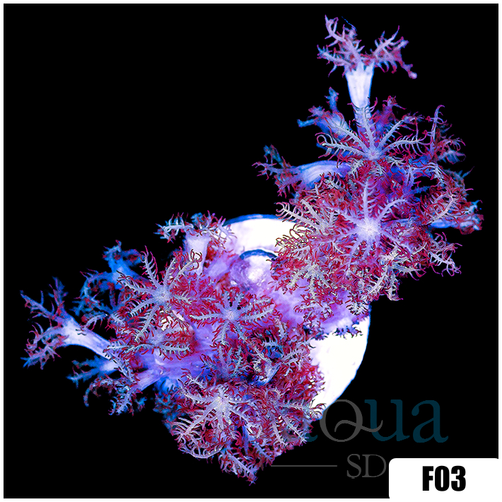 Pulsating Xenia