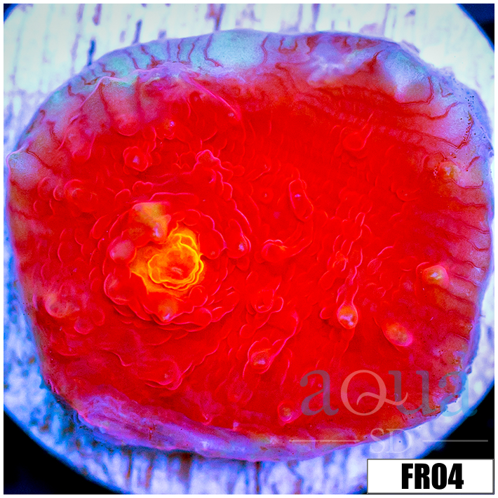 Dragon Ball Chalice