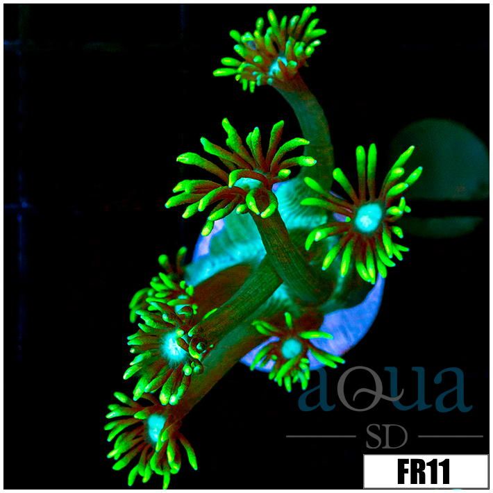 Neon Star Goni
