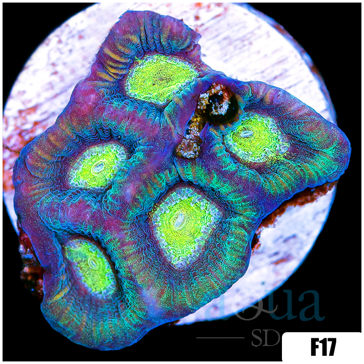 Alien Eyes Goniastrea
