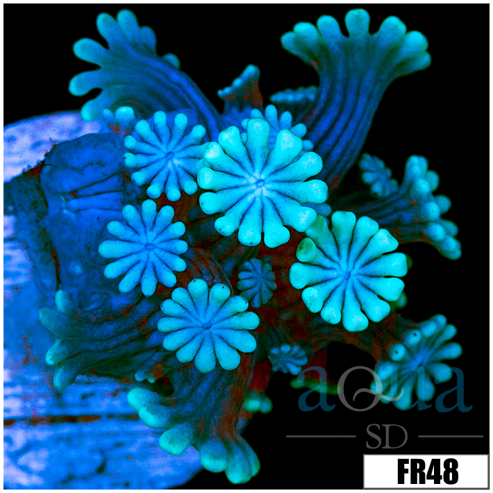 Ice Petals Alveopora
