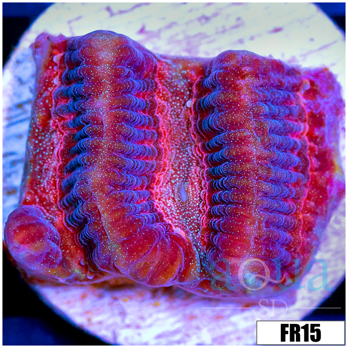 Pink Desire Favia