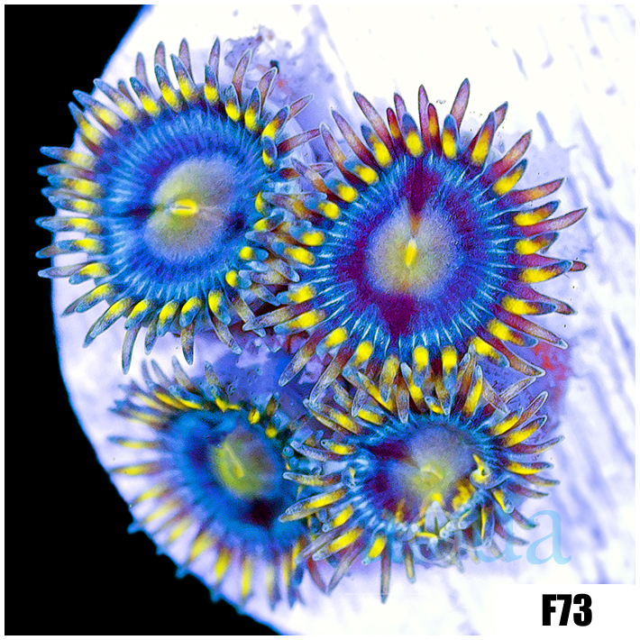 Stinger Zoanthids