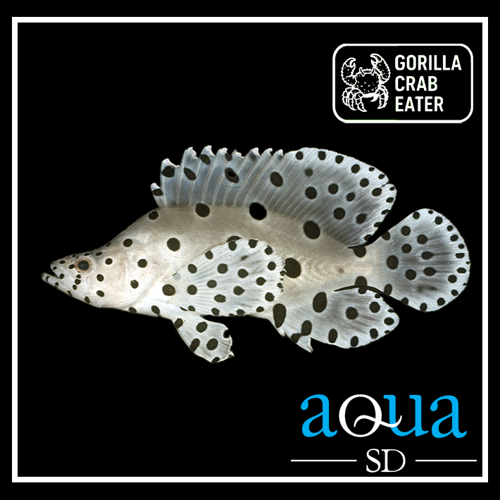 Panther Grouper - Cromileptes altivelis