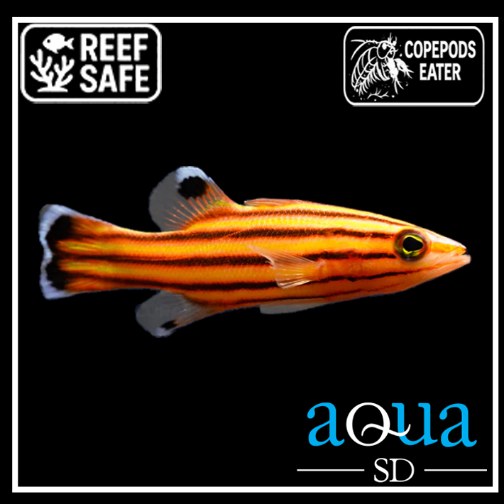 Swiss Guard Basslet; Atl. - Liopropoma rubre