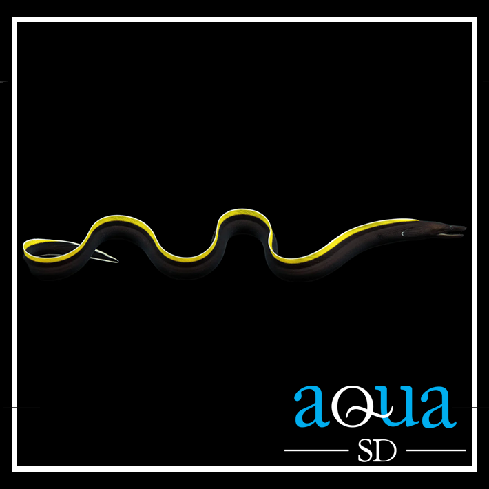 Ribbon Eel; Black - Rhinomuraena quaesita