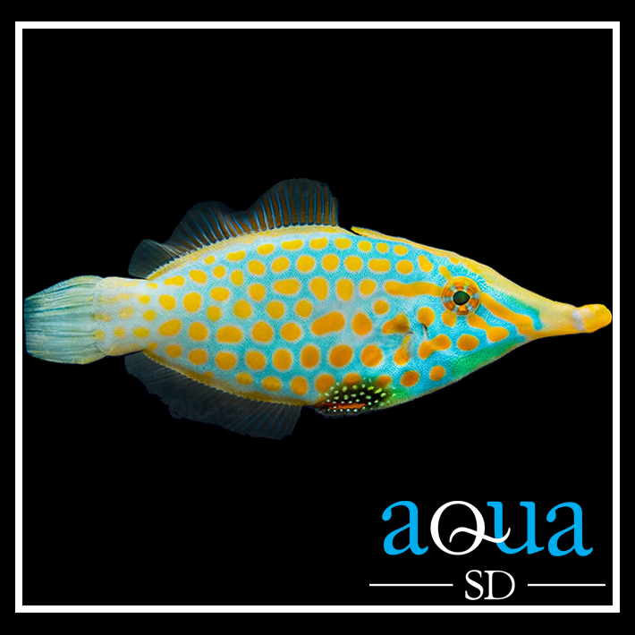 Orangespot File - Oxymonacanthus longirostris