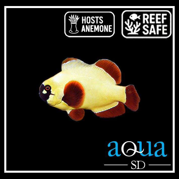 Maroon Clown; Gold Nugget; Captive Bred. - Premnas biaculeatus