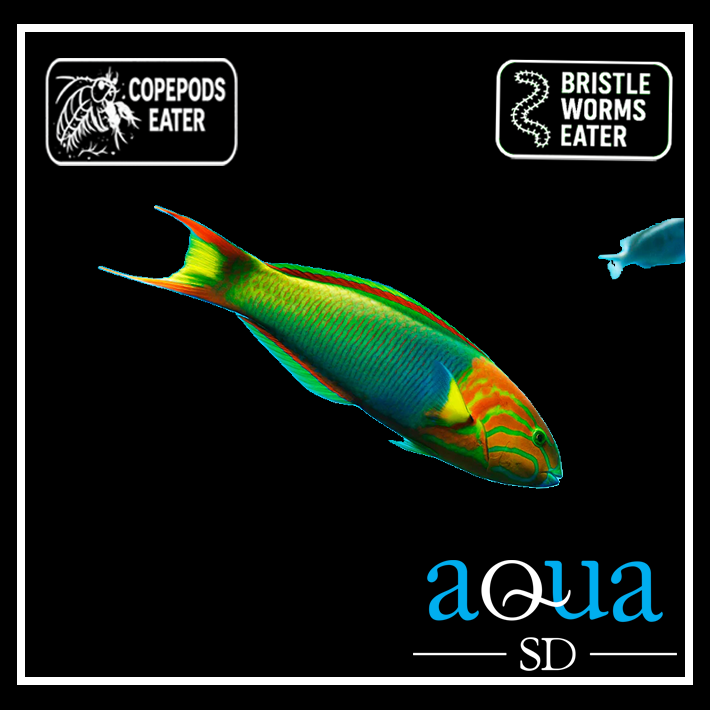 Lime Green Wrasse; Mar. - Thalassoma lutescens