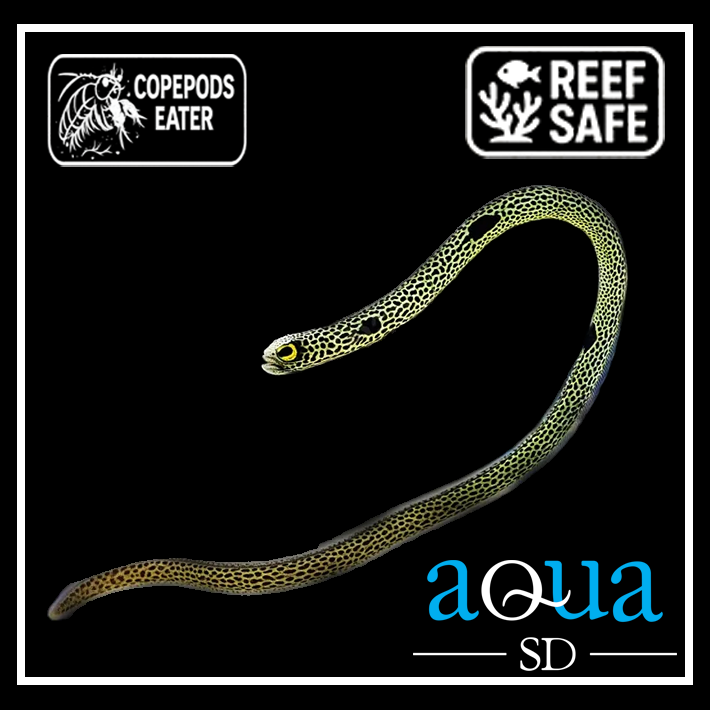 Green (Hass) Garden Eel - Heteroconger hassi