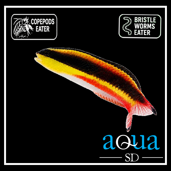 Rock Wrasse; Mexico - Thalassoma amblycephalum