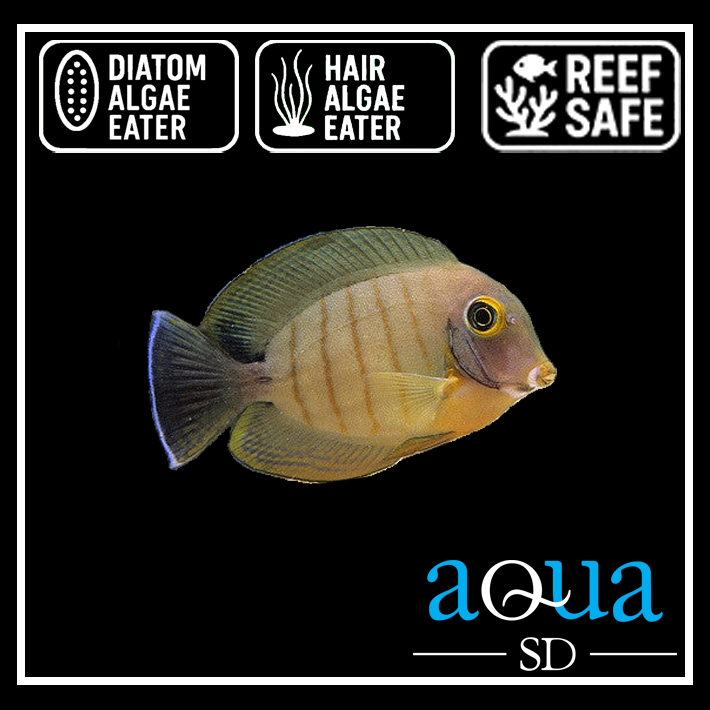 Eiblii Mimic Tang; I.O. - Acanthurus tristis